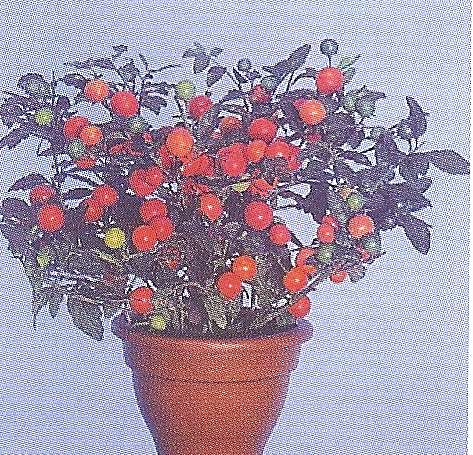 SOLANUM ROSSO GIGANTE GR.5